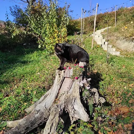 Apartamento Kocia Górka *