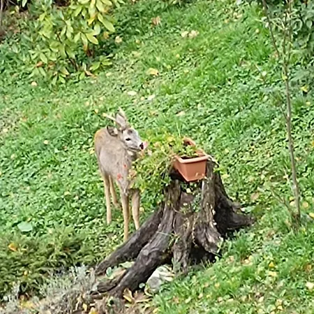 Kocia Gorka * Wisła