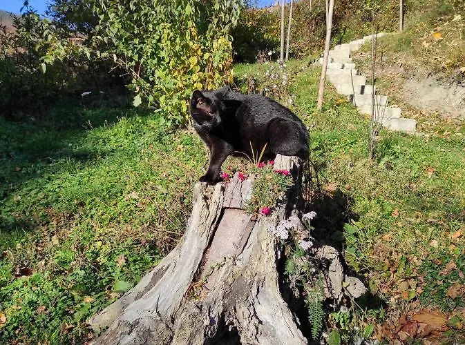 דירה Kocia Gorka *